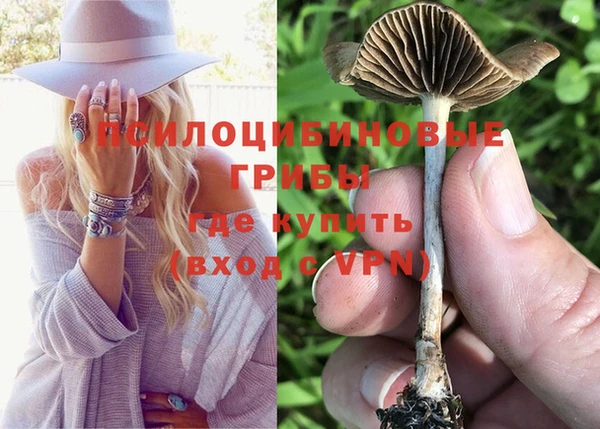 шишки Арсеньев